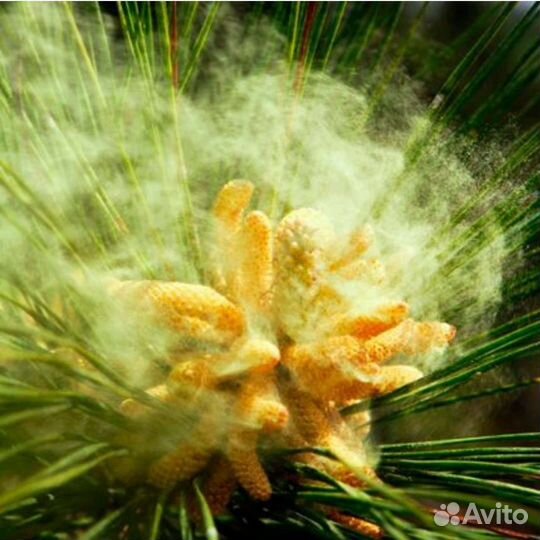 Пыльца сосны кедровой с Республики Алтай