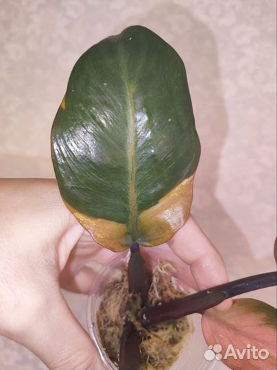 Филодендрон Блек кардинал вариегатный