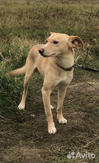 Собака ищет дом