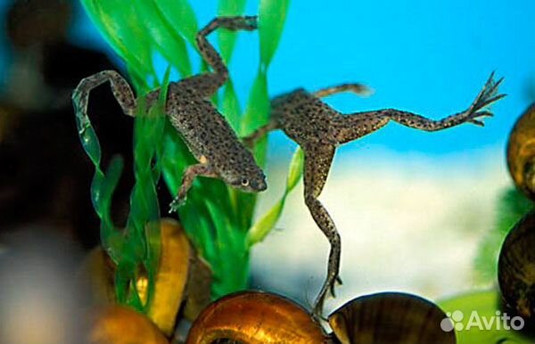 Лягушка карликовая. Улитка Хелена. Мелания. Мох