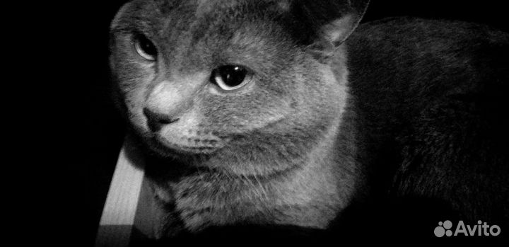 Британский кот на вязку