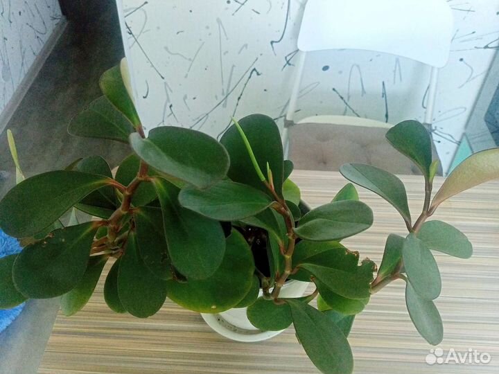 Комнатные растения цветы