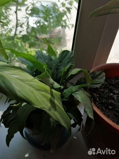 Комнатные цветы