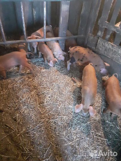 Продам поросята на племя