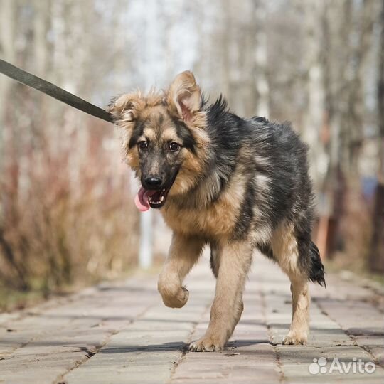 Щенок метис овчарки в добрые руки