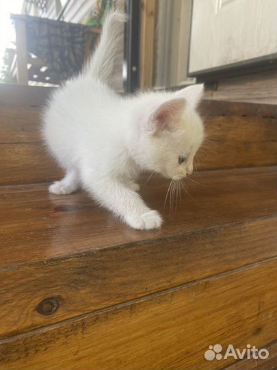 Котята в добрые руки даром