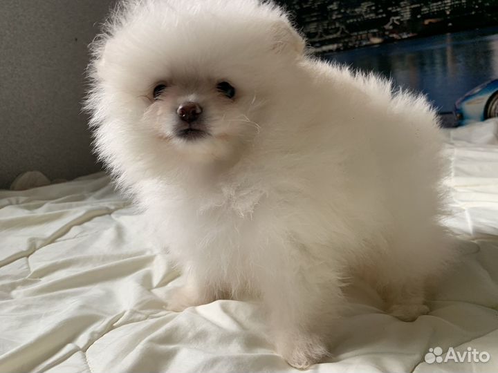 Шпиц миниатюрный. Белый и крем