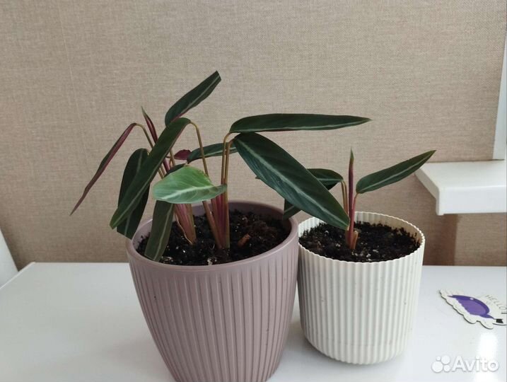 Комнатные цветы