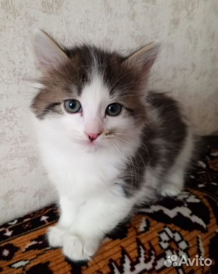 Кошки в добрые руки
