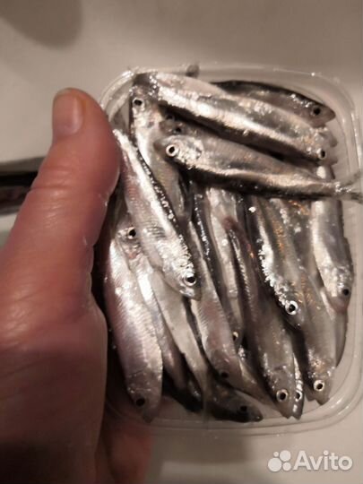 Тюлька оптом