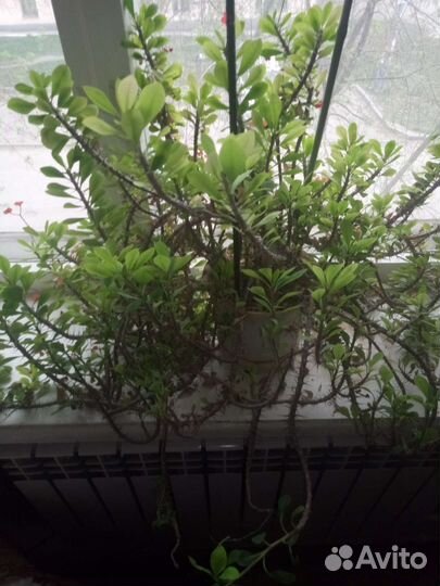 Молочай эуфорбия