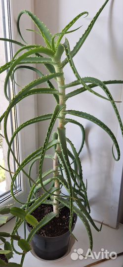 Алое столетник