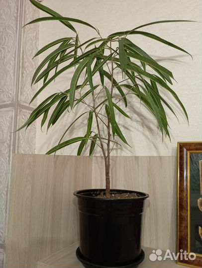Комнатные растения 3