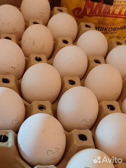 Леггорн Изабелла ия,цыплята