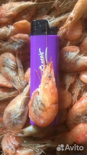 Креветка черноморская, азовская