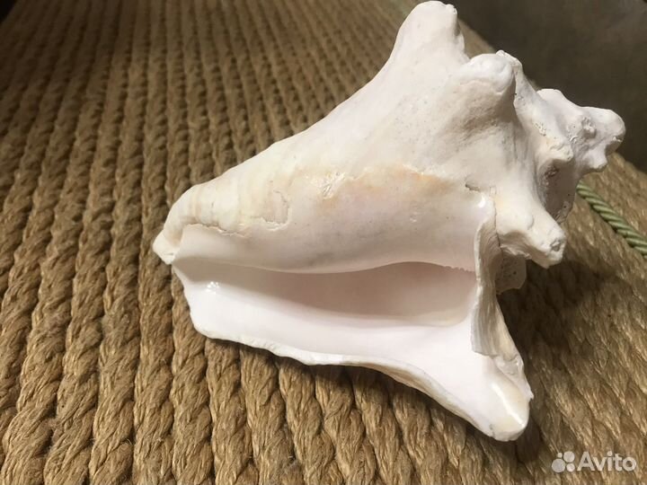 Ракушка морская большая