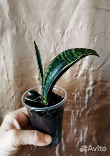 Сансевиерия