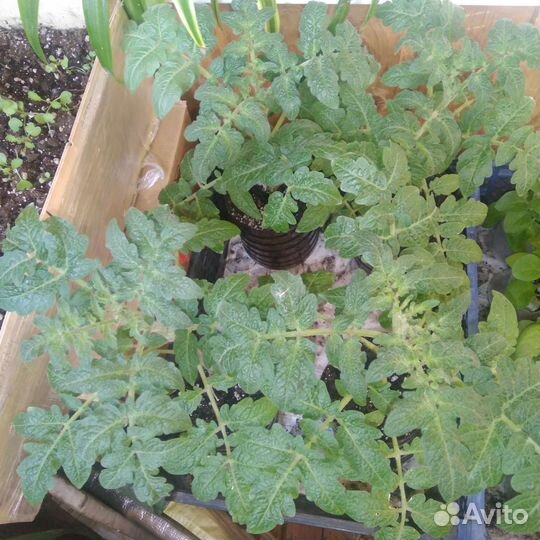 Рассада помидор и перцев