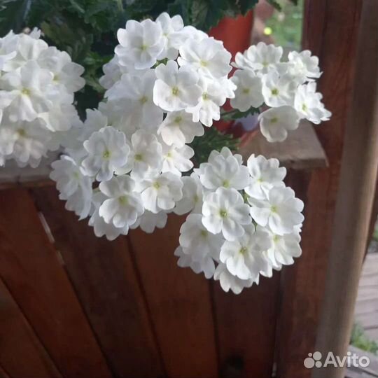 Вербена вегетативная