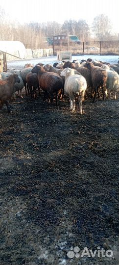 Овцы бараны ягнята
