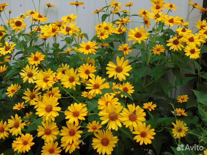 Спирея японская