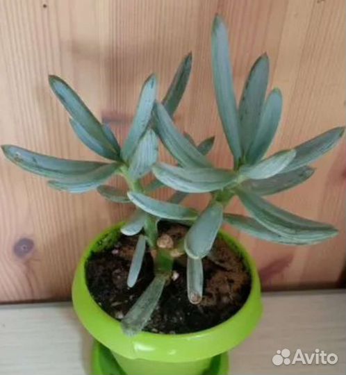 Суккуленты разные