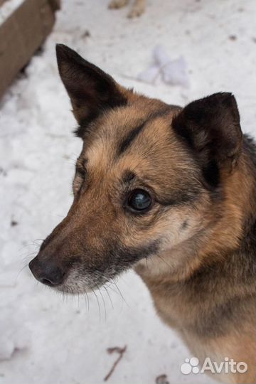 Собака Тиша