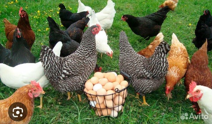 Куры несушки