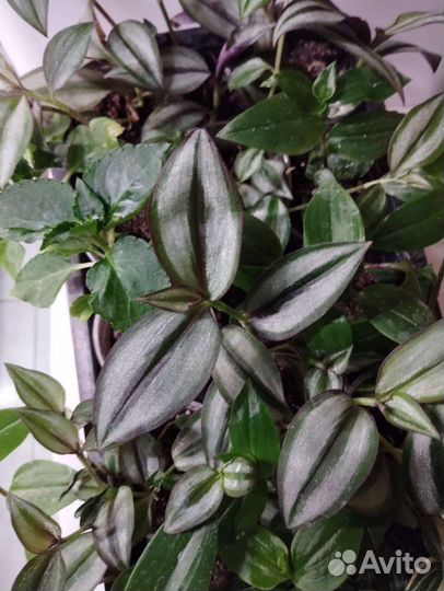 Традесканция разные расцветки