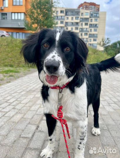 Красивая собака метис с Бордер колли в добрые руки