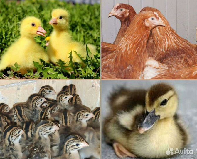 Куры несушки