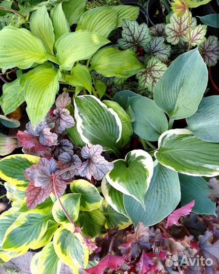 Многолетники, однолетники