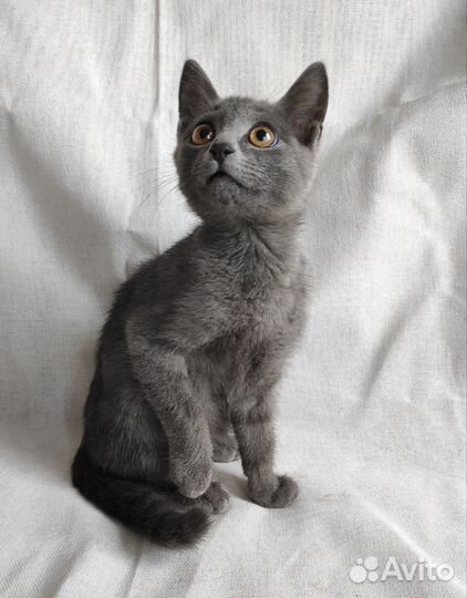 Котенок мальчик