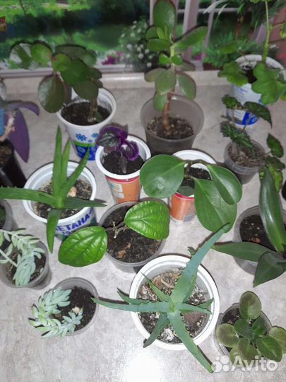 Комнатные цветы