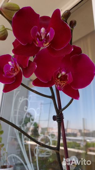 Орхидея фаленопсис