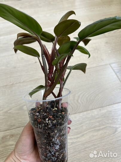 Филодендрон oliver руд