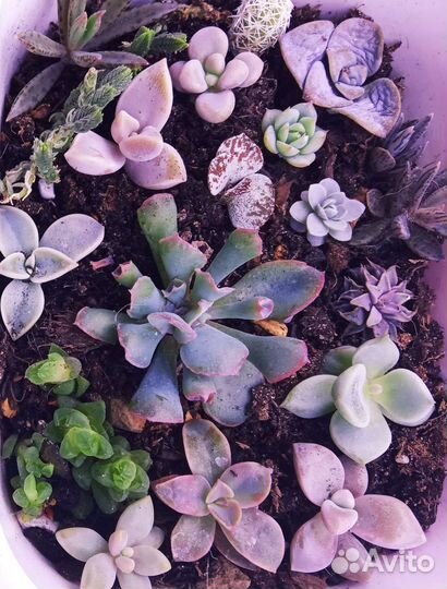 Суккуленты детки в наборе редкие виды