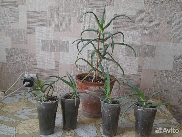 Сансевиерия/щучий хвост/алое Вера,дифенбахия