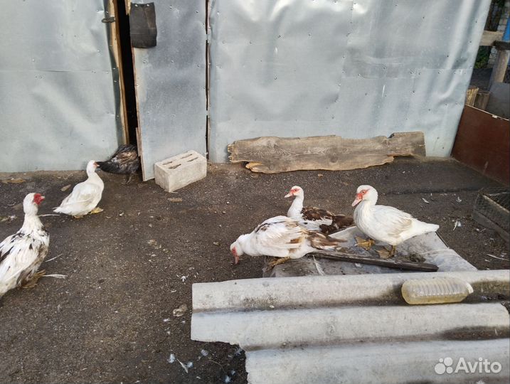 Мускусные утки