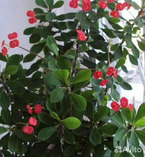 Молочай миля жёлтый красный розовый