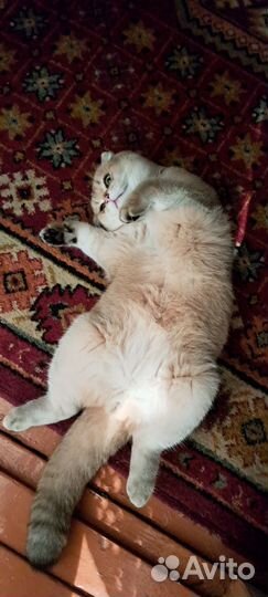 Шотландский молодой котик ищет невесту. 9 месяцев