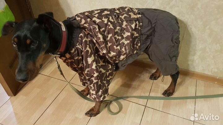 Одежда для собак