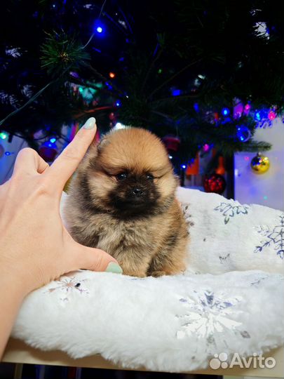 Померанский шпиц супер мини девочка