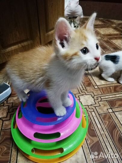 Отдам котят