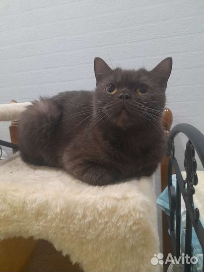 Шотландская кошка