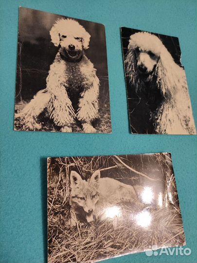Открытки СССР. Немецкие открытки 80 г