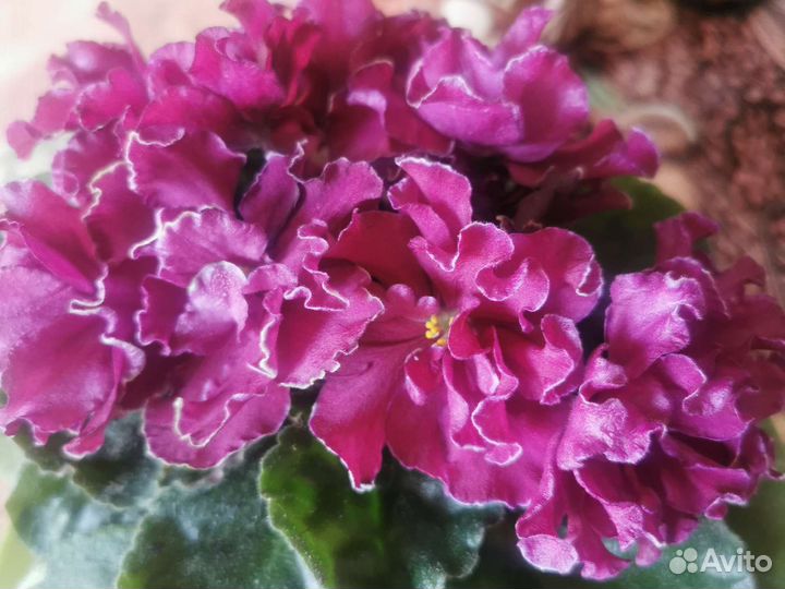 Сортовые фиалки