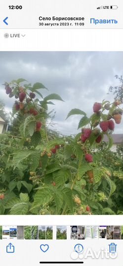 Саженцы Малины Ремонтантной