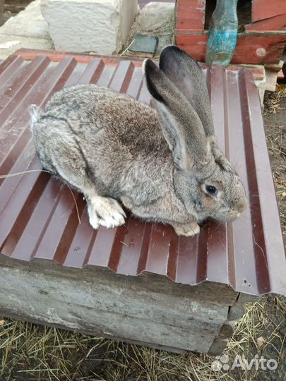 Молодые самцы Фландер