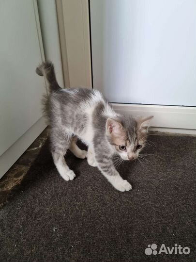 Котик в добрые руки